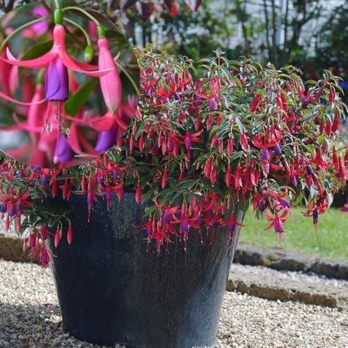 Fuchsia 'SunDancer' - Fuksia 'SunDancer' 